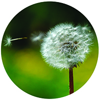 a dandelion gone to seed