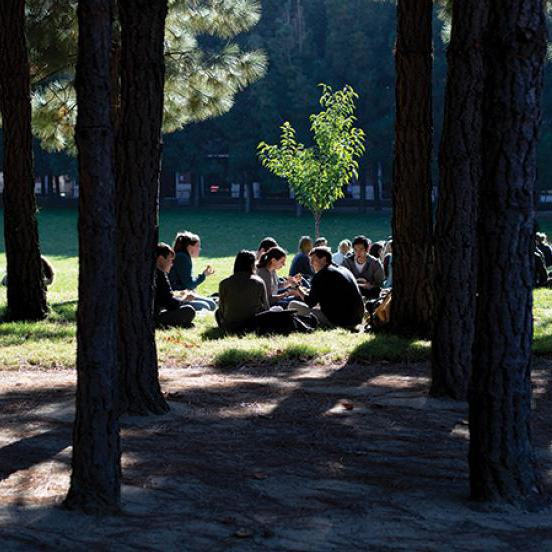 a group of students sitting and chatting in the grass beyond some trees